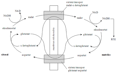 Reproduksi Sel (bagian 1) – BIOLOGI MEDIA CENTRE